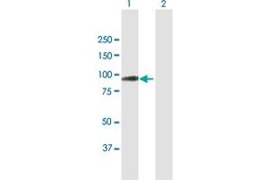 Western Blot analysis of STAT5A expression in transfected 293T cell line by STAT5A MaxPab polyclonal antibody. (STAT5A antibody  (AA 1-794))