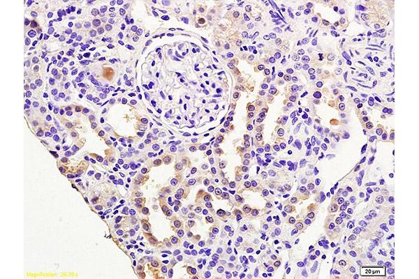 RASSF3 antibody  (AA 51-150)