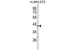 Western blot analysis of PPID Antibody (N-term) in NIH-3T3 cell line lysates (35ug/lane). (PPID antibody  (N-Term))