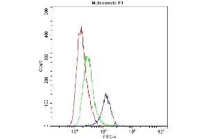 anti-Toll-Like Receptor 1 (TLR1) (AA 350-404) antibody