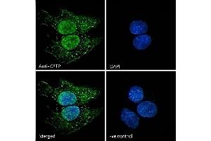 (ABIN570849) Immunofluorescence analysis of paraformaldehyde fixed HepG2 cells, permeabilized with 0. (CETP antibody  (N-Term))