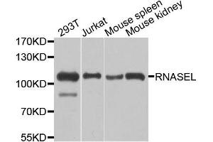 Western blot analysis of extracts of various cell lines, using RNASEL antibody. (RNASEL antibody  (AA 472-741))