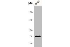 Western Blot analysis of HepG2 cells using EOMES Polyclonal Antibody (EOMES antibody  (N-Term))