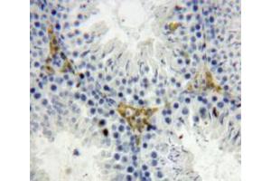 Used in DAB staining on fromalin fixed paraffin-embedded testis tissue (OGN antibody  (AA 180-298))
