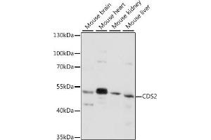 Western blot analysis of extracts of various cell lines, using CDS2 antibody (ABIN7266239) at 1:1000 dilution. (CDS2 antibody  (AA 1-100))