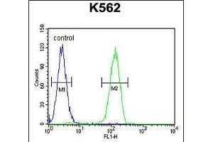 LARS2 Antibody (Center) (ABIN655050 and ABIN2844678) flow cytometric analysis of K562 cells (right histogram) compared to a negative control cell (left histogram). (LARS2 antibody  (AA 418-446))