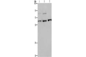 Western Blotting (WB) image for anti-Kinesin Family Member 22 (KIF22) antibody (ABIN2433259) (KIF22 antibody)