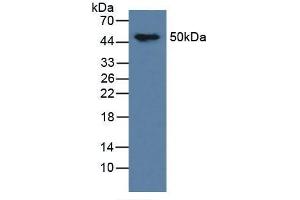 Western blot analysis of Mouse Brain Tissue. (MAPT antibody  (AA 92-400))