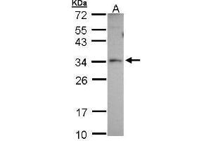 WB Image Sample (30 ug of whole cell lysate) A: A431 12% SDS PAGE antibody diluted at 1:1000 (PEX26 antibody)