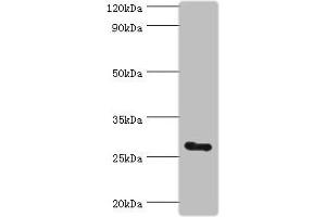 Western blot All lanes: C14orf166 antibody at 6 μg/mL + Mouse lung tissue Secondary Goat polyclonal to rabbit IgG at 1/10000 dilution Predicted band size: 28 kDa Observed band size: 28 kDa (UPF0568 Protein C14orf166 (RTRAF) (AA 1-244) antibody)
