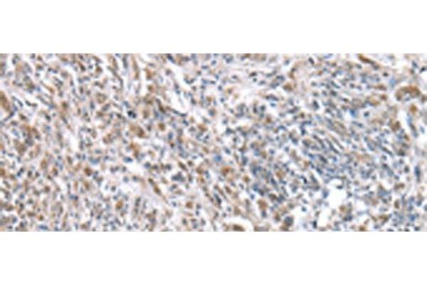 RNF115 antibody