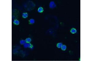 Immunocytochemistry staining of acetone/methanol fixed bovine peripheral blood (lymphocyte-enriched suspension) using anti-bovine CD18 (IVA35), secondary antibody conjugated to FITC (green), DNA stained with DAPI (blue). (Integrin beta 2 antibody)