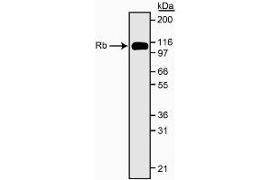 Western blot analysis of Rb. (Retinoblastoma 1 antibody  (C-Term))