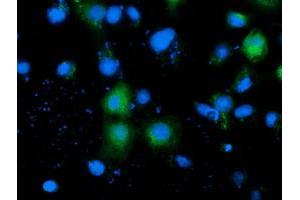 Anti-ADH1B mouse monoclonal antibody (ABIN2454478) immunofluorescent staining of COS7 cells transiently transfected by pCMV6-ENTRY ADH1B (RC205391). (ADH1B antibody)