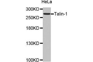 Western Blotting (WB) image for anti-Talin 1 (TLN1) antibody (ABIN1875105) (TLN1 antibody)