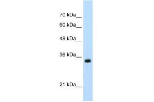 WB Suggested Anti-APOBEC3D Antibody Titration:  0. (APOBEC3D antibody  (N-Term))
