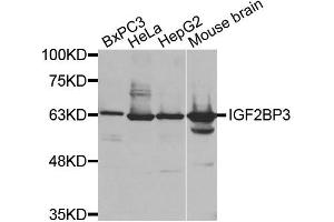 Western Blotting (WB) image for anti-Insulin-Like Growth Factor 2 mRNA Binding Protein 3 (IGF2BP3) antibody (ABIN1873168) (IGF2BP3 antibody)