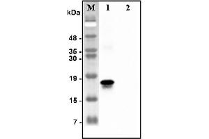 Western blot analysis of recombinant human CTRPs using anti-CTRP7 (human), pAb  at 1:4,000 dilution.