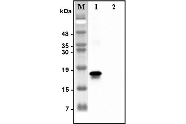 CTRP7 antibody