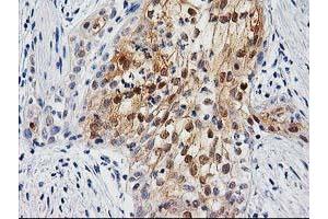 Image no. 1 for anti-Ubiquitin-Like 4A (UBL4A) antibody (ABIN1501650) (UBL4A antibody)