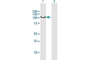 Western Blot analysis of SYNJ2 expression in transfected 293T cell line by SYNJ2 MaxPab polyclonal antibody. (Synaptojanin 2 antibody  (AA 1-839))