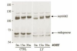 Immunoblotting. (AKT2 antibody)