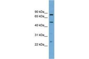 Image no. 1 for anti-Transcription Factor EB (TFEB) (AA 395-444) antibody (ABIN6745235) (TFEB antibody  (AA 395-444))