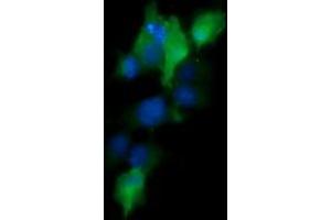 Image no. 6 for anti-Mitogen-Activated Protein Kinase Kinase 1 (MAP2K1) antibody (ABIN1499389) (MEK1 antibody)