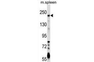 Western Blotting (WB) image for anti-Neogenin 1 (NEO1) antibody (ABIN2999720) (NEO1 antibody)