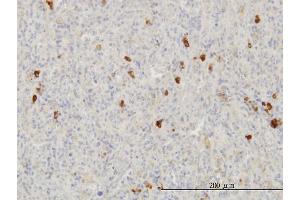 Immunoperoxidase of monoclonal antibody to FGF1 on formalin-fixed paraffin-embedded human spleen. (FGF1 antibody  (AA 46-155))