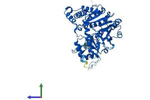 AlphaFold protein structure predicition of Human Recombinant KYAT3 Protein, UniprotID Q6YP21 (CCBL2 Protein (AA 1-454) (His tag))
