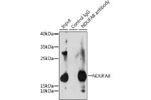 Immunoprecipitation analysis of 200 μg extracts of 293T cells, using 3 μg NDUF antibody (ABIN6132401, ABIN6144467, ABIN6144468 and ABIN6215694). (NDUFA8 antibody  (AA 33-172))