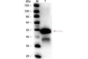 Western Blot of Rabbit anti-Ovalbumin Peroxidase Conjugated Antibody. (Ovalbumin antibody  (HRP))