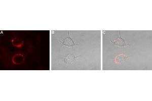 Expression of KV1. (KCNA1 antibody  (Extracellular))