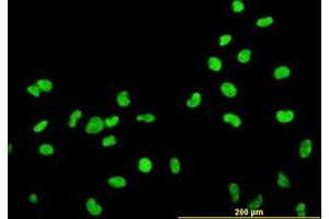Image no. 2 for anti-High Mobility Group Box 2 (HMGB2) (AA 1-196) antibody (ABIN466037) (HMGB2 antibody  (AA 1-196))