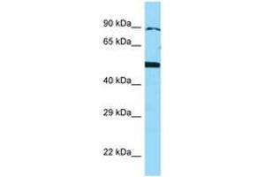 Image no. 1 for anti-Bone Morphogenetic Protein 4 (BMP4) (AA 23-72) antibody (ABIN6748177) (BMP4 antibody  (AA 23-72))