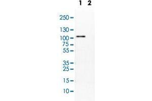Western Blot (Tissue lysate) analysis of (1) mouse liver, (2) rat liver.