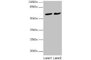 Western blot All lanes: PDZD3 antibody at 2 μg/mL Lane 1: Mouse kidney tissue Lane 2: Mouse heart tissue Secondary Goat polyclonal to rabbit IgG at 1/10000 dilution Predicted band size: 62, 55, 53, 42, 25 kDa Observed band size: 62 kDa (PDZD3 antibody  (AA 42-291))