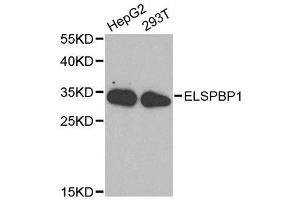 Western blot analysis of extracts of various cell lines, using ELSPBP1 antibody. (ELSPBP1 antibody  (AA 1-223))