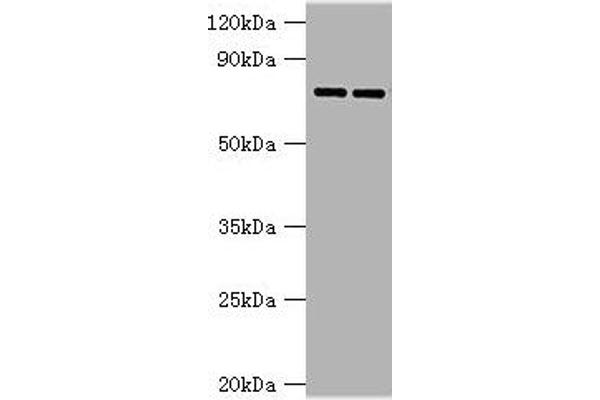 Glucuronidase beta 抗体  (AA 382-651)