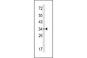 Western blot analysis of BAT4 Antibody (C-term) (ABIN652667 and ABIN2842448) in mouse spleen tissue lysates (35 μg/lane). (BAT4 antibody  (C-Term))