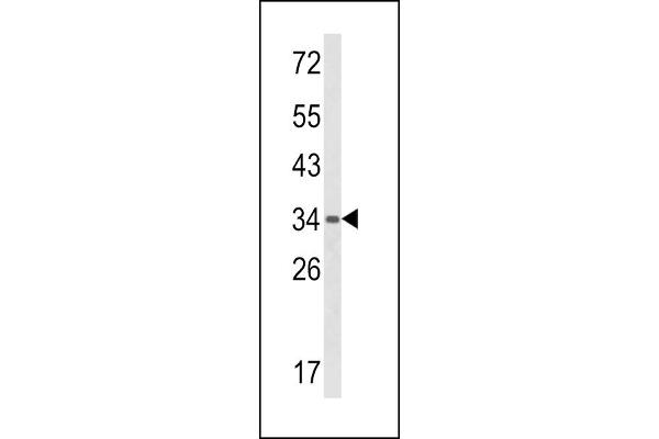 BAT4 antibody  (C-Term)