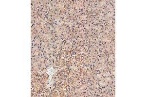Immunohistochemical analysis of paraffin-embedded human pancreas tissue using (ABIN655750 and ABIN2845194) performed on the Leica® BOND RXm. (NOD1 antibody  (C-Term))