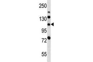 LRIG2 antibody western blot analysis in mouse bladder tissue lysate.