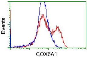 Flow Cytometry (FACS) image for anti-Cytochrome C Oxidase Subunit VIa Polypeptide 1 (COX6A1) antibody (ABIN1497583) (COX6A1 antibody)