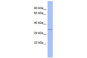 WB Suggested Anti-FUSIP1 Antibody Titration:  0. (SRSF10 antibody  (N-Term))