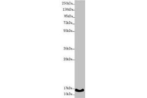 Western blot All lanes: UQCC2 antibody at 1. (MNF1 antibody  (AA 14-126))