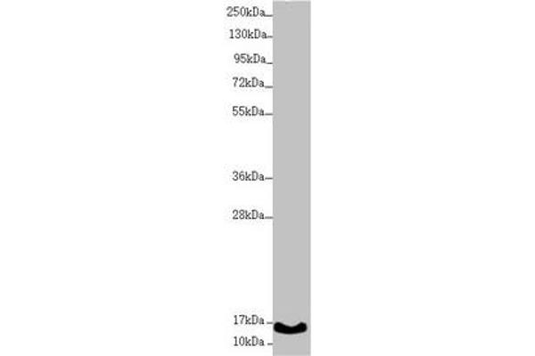 MNF1 Antikörper  (AA 14-126)