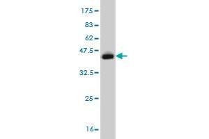 Western Blot detection against Immunogen (37. (ELF3 antibody  (AA 262-371))