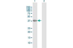 Western Blot analysis of PARD6A expression in transfected 293T cell line by PARD6A MaxPab polyclonal antibody. (PARD6A antibody  (AA 1-345))